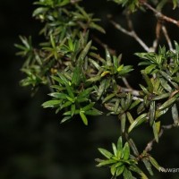 Gaertnera ternifolia Thwaites